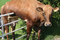 A cow stuck on a fence (Success Through Failure episode 346: How to Get Unstuck in Your Career: Side Hustles, Promotions, and Changing Jobs)